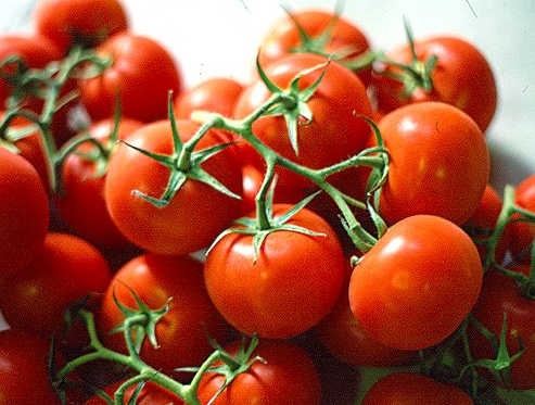 Image result for Molise tomatoes